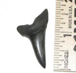 Isurus desori Mako Shark Tooth